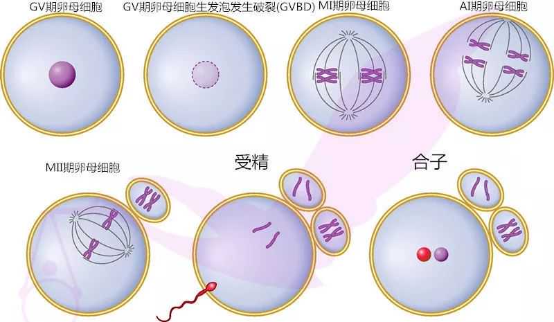 北京正规代怀机构,最新北京供卵试管排名，2023年已更新|北京供卵试管机构