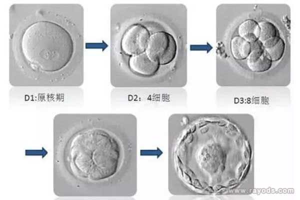 威海供卵中心有哪些_威海供卵就选李广_试管胚胎等级怎么划分的 4aa是什么意思
