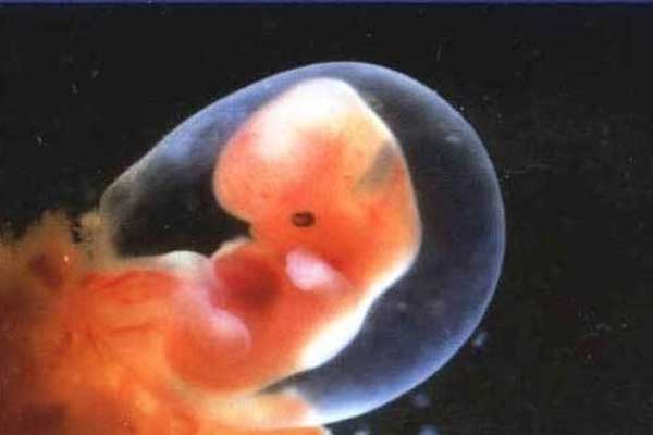 怒江可以代孕_怒江是否有代孕_武汉助孕试管婴儿胚胎移植后大约几天可以验孕