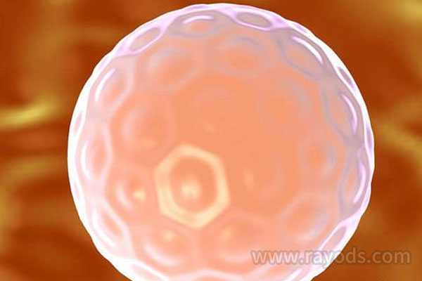 博尔塔拉代孕全部过程_囊胚培养，做试管婴儿我们是否需要养囊？