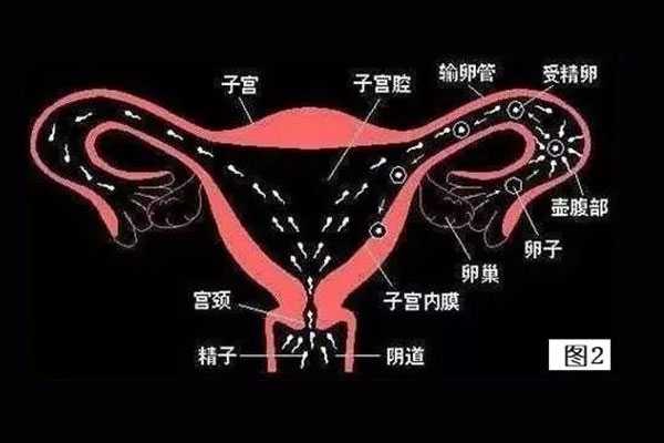 嘉峪关有子宫肌瘤代孕_嘉峪关代孕婴儿_试管婴儿高频问题之输卵管通畅度的分